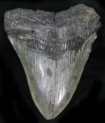 Bargain Megalodon Tooth - South Carolina #25654
